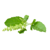 Tulsi leaf
