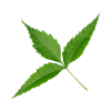 harbal leaf